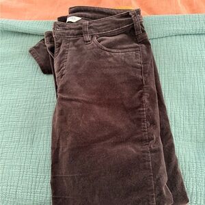 Dark Brown velvet  Pants